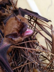 Kennesaw Bat