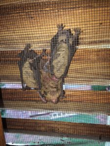 Buford Bat Removal